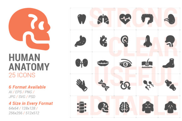 Human Anatomy Filled Icon Graphics for Modern Content